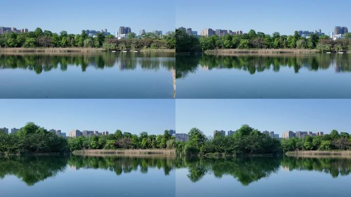 4K成都高新区锦城湖生态风光