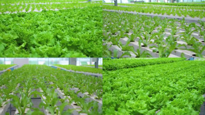 4K航拍兰州榆中高原夏菜蔬菜大棚蔬菜育苗