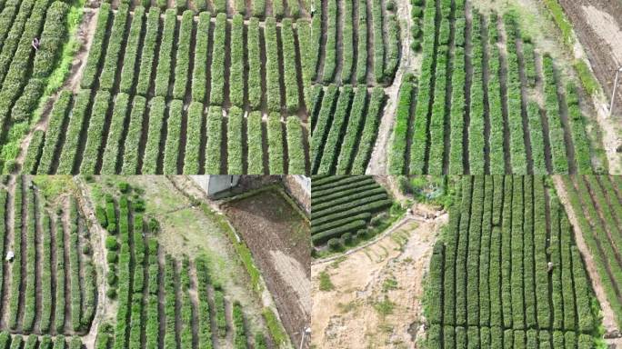 航拍滑石冲美人谷茶园