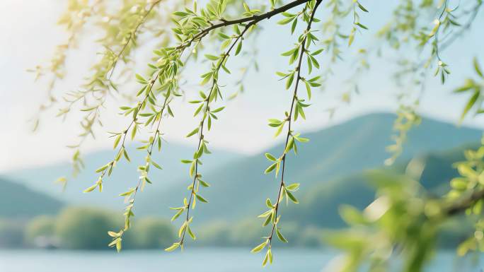 春天柳树发芽