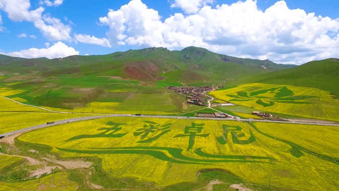 4K 航拍油菜花 藏族卓玛美女 舟曲卓尼