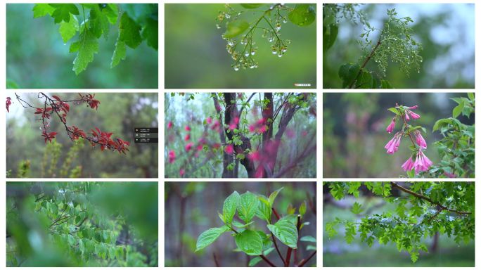 谷雨 二十四节气下雨天雨水雨滴雨意境唯美
