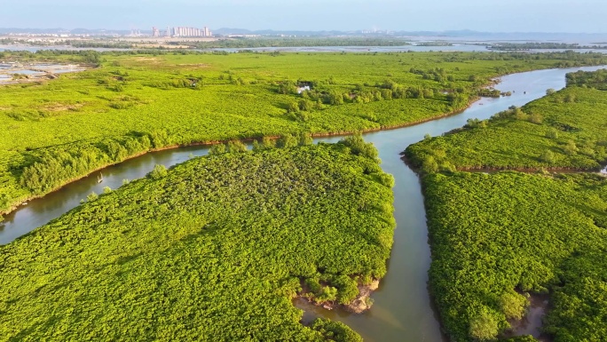 广西i钦州红树林与白鹭 湿地保护