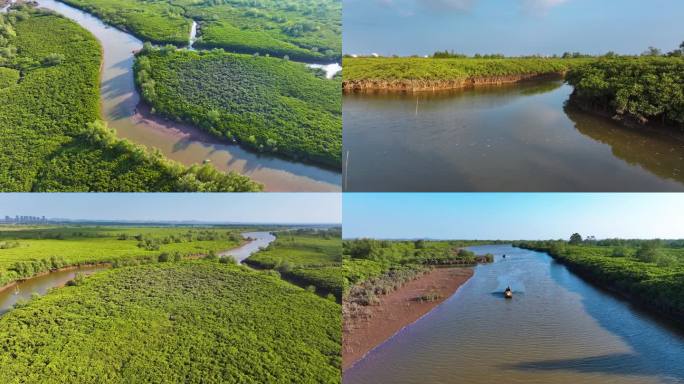广西i钦州红树林与白鹭 湿地保护