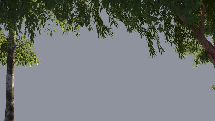 4K前景挂角植物随风摆动带通道