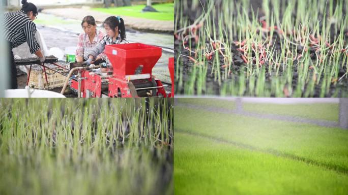 4k水稻秧苗 水稻育秧  育秧大棚