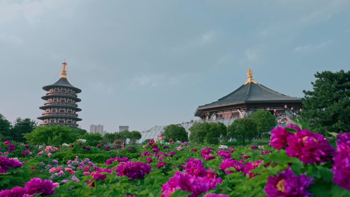洛阳天堂名堂牡丹花盛开