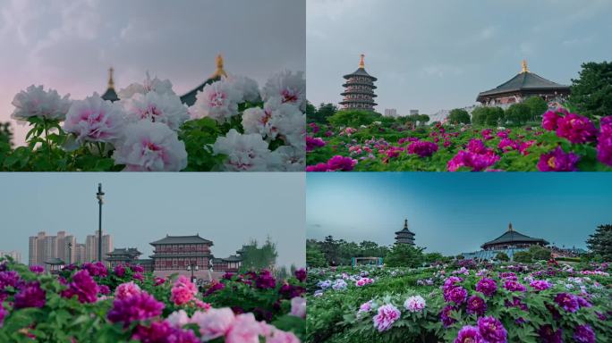洛阳天堂名堂牡丹花盛开