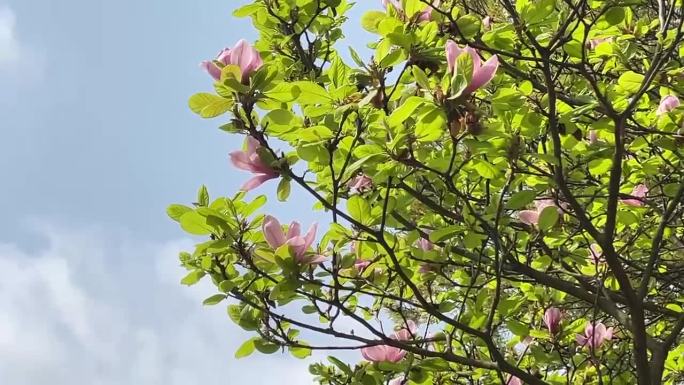 玉兰花