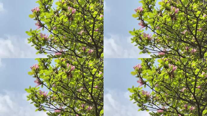 玉兰花