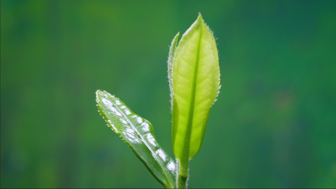 茶叶生长延时摄影