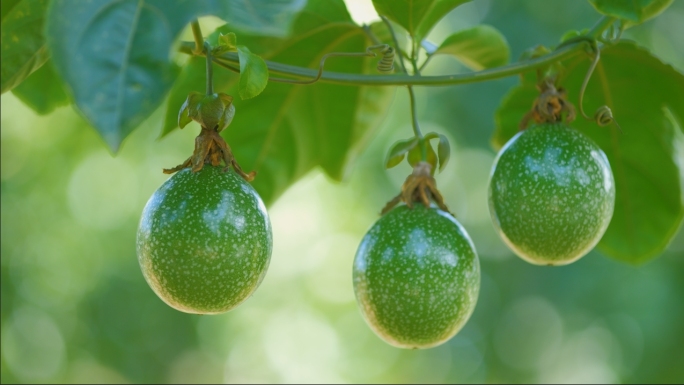 海南百香果果园