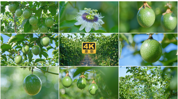 海南百香果果园