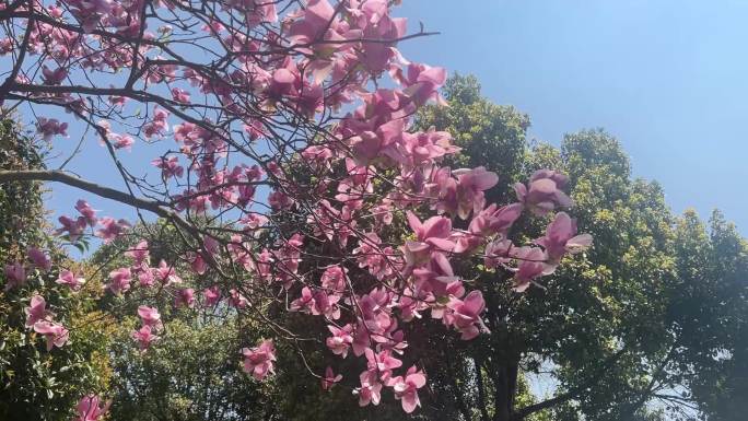 玉兰花