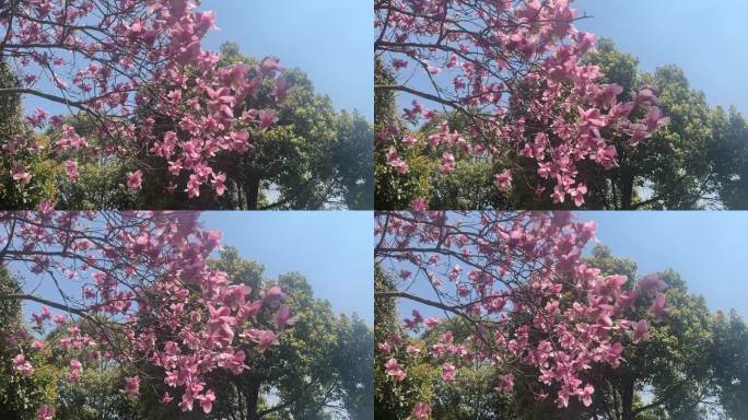 玉兰花