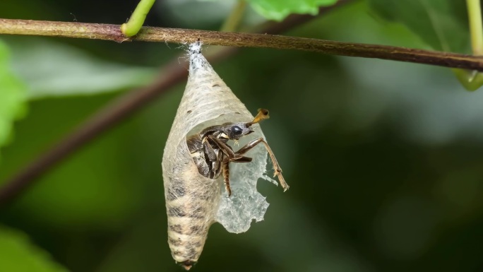 蝴蝶破茧成蝶