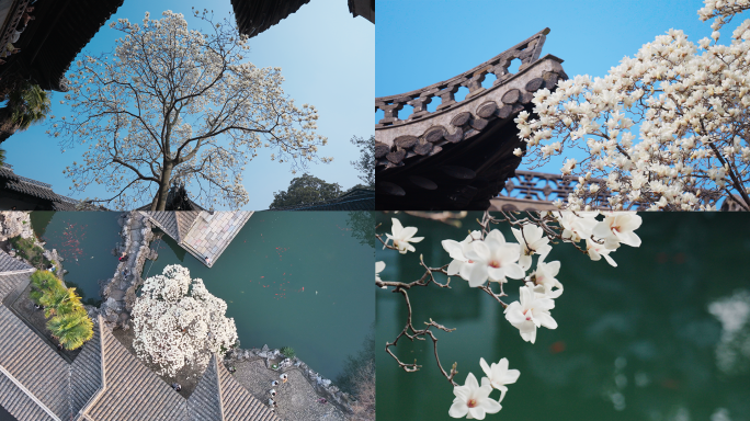 春天清雅的玉兰花花开 江南园林 扬州何园