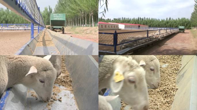 巴美肉羊 养殖示范场 颗粒饲料 喂养