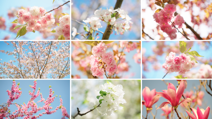 春天樱花 春暖花开