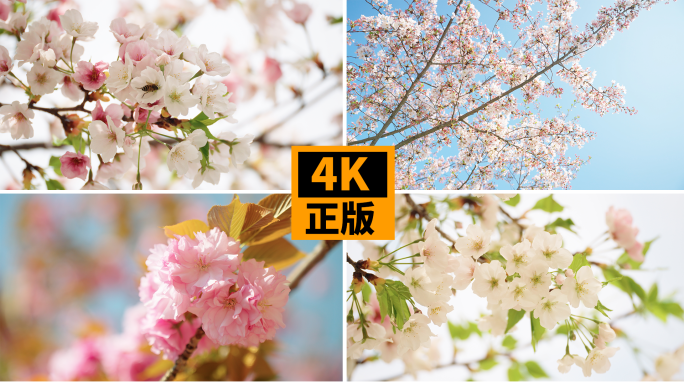 春天樱花 春暖花开