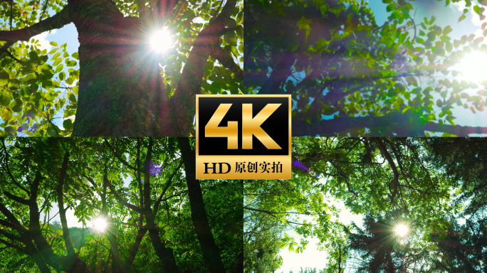 漆 漆树林 阳光透过树林大漆生漆漆农割漆