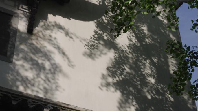 树影 影子 白墙树影 树与影