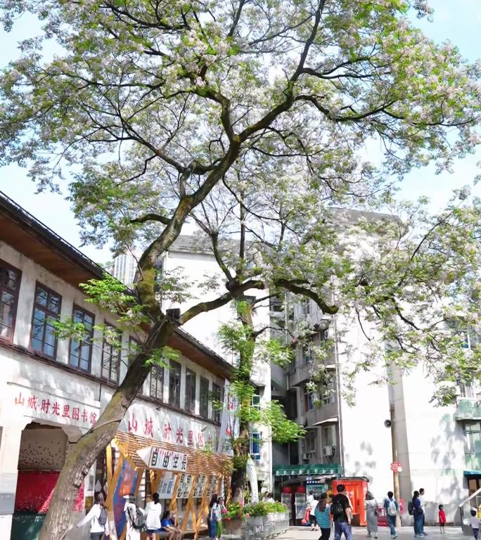 竖屏拍摄 渝中山城巷 苦楝树花开