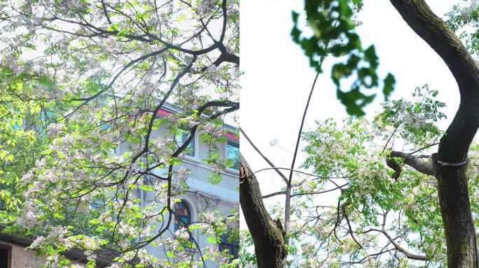 竖屏拍摄 渝中山城巷 苦楝树花开