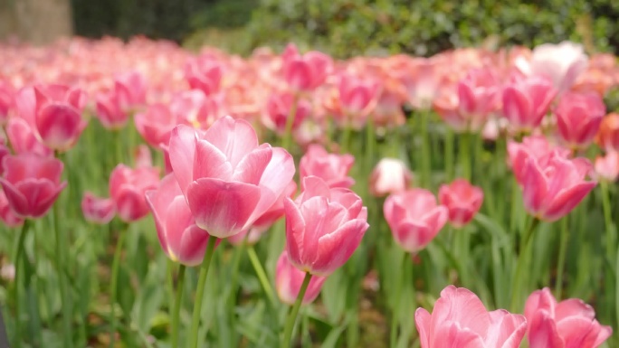 郁金香花海盛开 绽放 重庆动物园熊猫4K