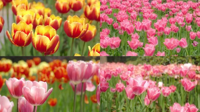 郁金香花海盛开 绽放 重庆动物园熊猫4K