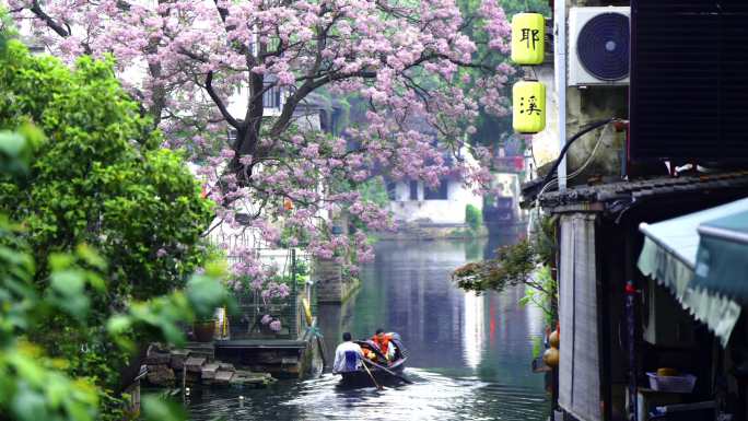 绍兴苦楝树花