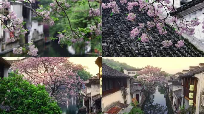 绍兴苦楝树花