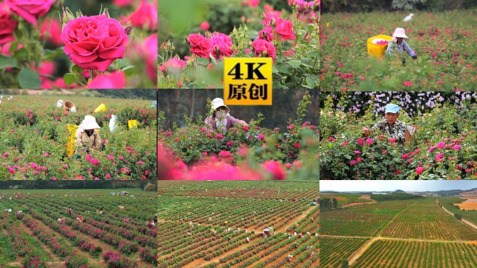 玫瑰花种植采摘