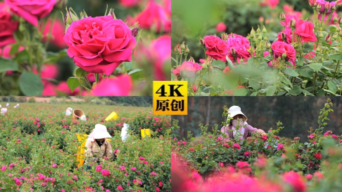 玫瑰花种植采摘
