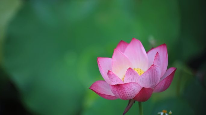 各种花卉实拍合集