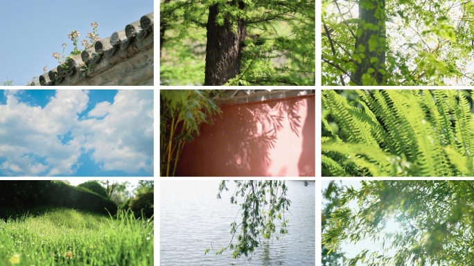 夏日光影阳光树荫树叶逆光唯美空境