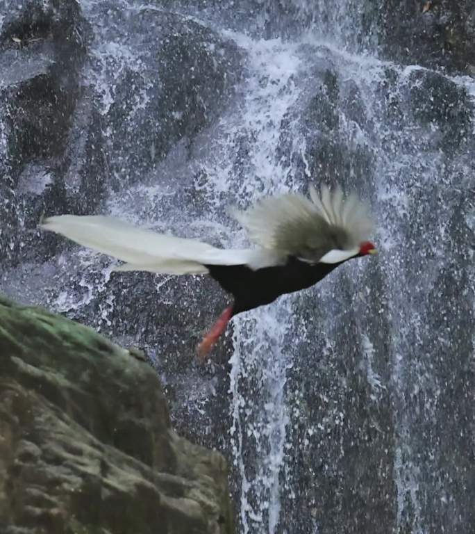 白鹇飞瀑白鹇飞瀑