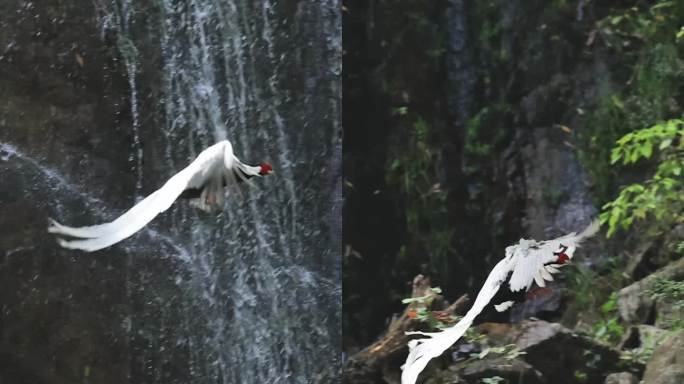 白鹇飞瀑白鹇飞瀑