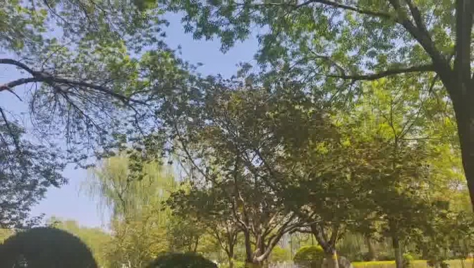 树也知道我爱你 空出一颗心