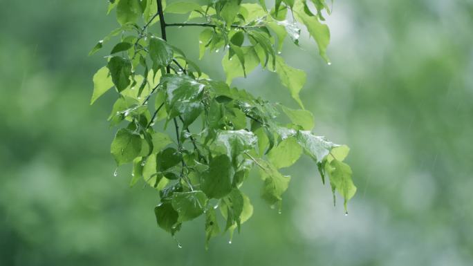 春雨谷雨下雨天雨后清新树叶