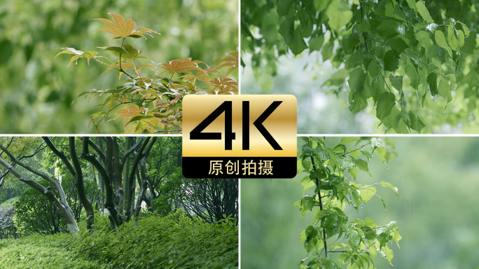 春雨谷雨下雨天雨后清新树叶