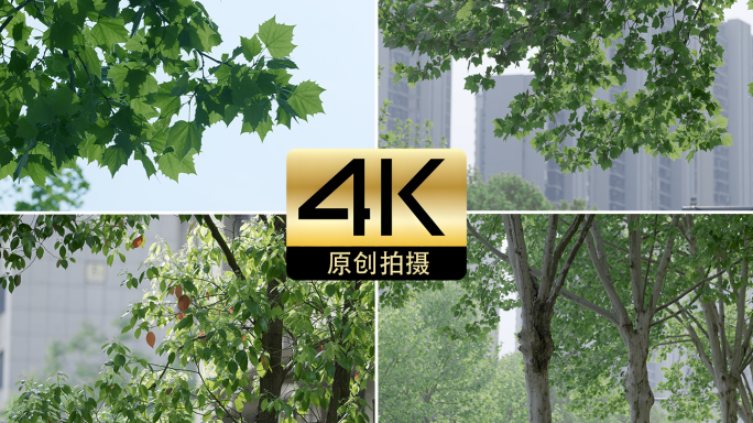 春天嫩绿叶阳光下生机勃勃