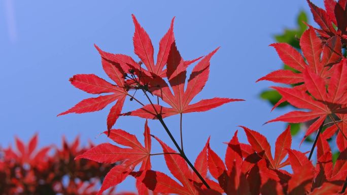 红枫叶与蓝天