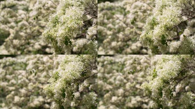 流苏树花盛开