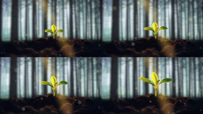 春天在野外发芽的小草幼苗