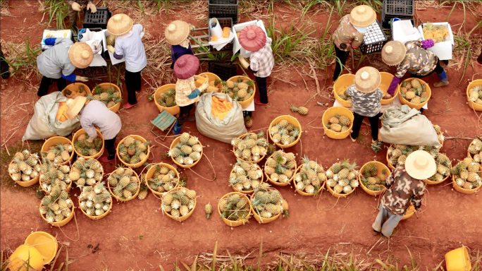 菠萝凤梨果农田间采摘装车