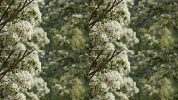 流苏树花盛开