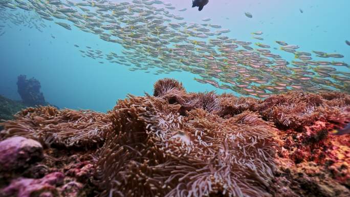 水下摄影海底世界鱼群风暴