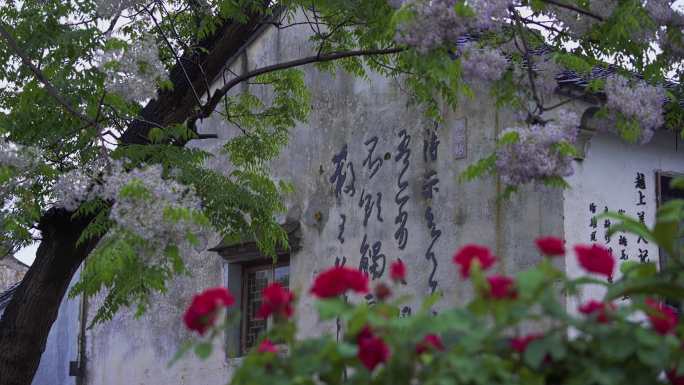 4K绍兴书圣故里春日风光苦楝树
