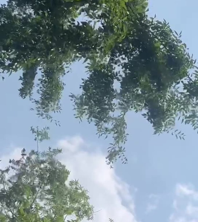树叶随风晃动